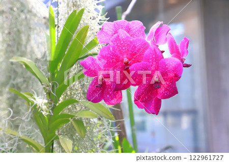 Itabashi City Tropical Botanical Garden, 2nd floor Orchids blooming in the cloud forest 122961727