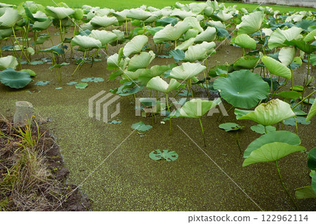 蓮藕田裡的浮萍 / 茨城縣霞浦市 蓮藕田裡的浮萍 / 茨城縣霞浦市 122962114