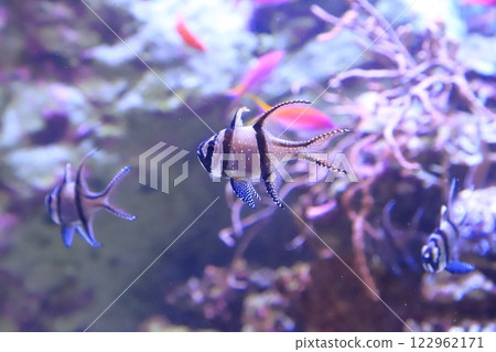 Itabashi Ward Tropical Environment Botanical Garden - Mini Aquarium in the basement 122962171