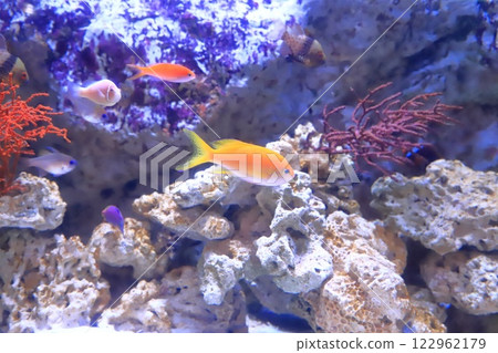 板橋區熱帶環境植物園 - 地下室迷你水族館 板橋區熱帶環境植物園 - 地下室迷你水族館 122962179