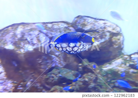 Itabashi Ward Tropical Environment Botanical Garden - Mini Aquarium in the basement Itabashi Ward Tropical Environment Botanical Garden - Mini Aquarium in the basement 122962183