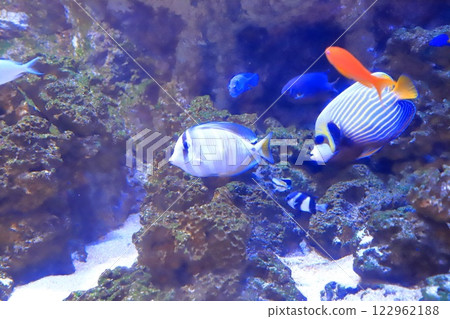 板橋區熱帶環境植物園 - 地下室迷你水族館 板橋區熱帶環境植物園 - 地下室迷你水族館 122962188