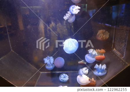 Jellyfish in the mini aquarium in the basement of the Itabashi Municipal Tropical Botanical Garden Jellyfish in the mini aquarium in the basement of the Itabashi Municipal Tropical Botanical Garden 122962255