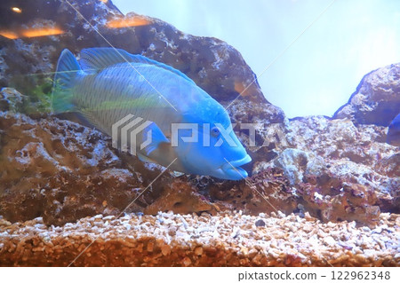 Itabashi City Tropical Environment Botanical Garden, basement, mini aquarium with a spectacled humpback fish 122962348