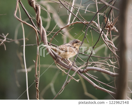 一隻啄木鳥（啄木鳥的一種）棲息在樹枝上 122962548