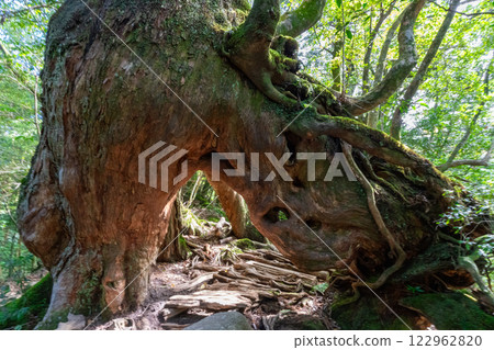 Yakushima's Shiratani Unsuikyo Gorge Cedar 122962820
