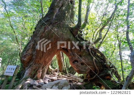 屋久島白谷雲水峽杉 屋久島白谷雲水峽杉 122962821