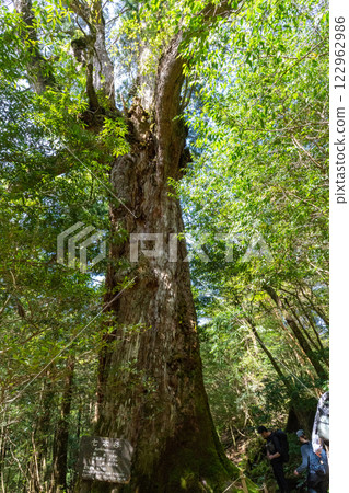 屋久島白谷雲水峽的七棵杉樹 122962986