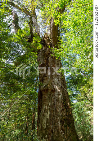 The Seven Cedars of Shiratani Unsuikyo in Yakushima 122962987