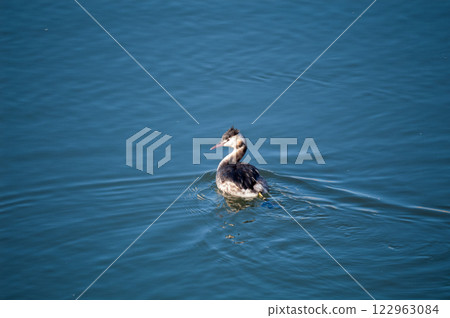 Shinano River, Yasuragi Embankment, Crowned Sea Bream Shinano River, Yasuragi Embankment, Crowned Sea Bream 122963084