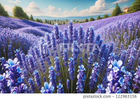 Lavender field 122963156