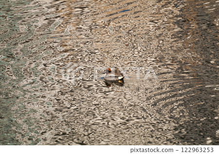 A small duck on the Yasuragi embankment of the Shinano River 122963253