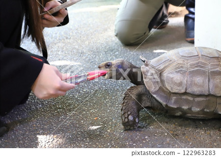 板橋區熱帶植物園：緬甸短腿陸龜 122963283