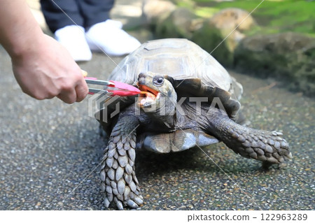 板橋區熱帶植物園:緬甸短腿陸龜 板橋區熱帶植物園:緬甸短腿陸龜 122963289