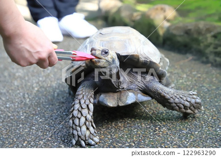 板橋區熱帶植物園：緬甸短腿陸龜 122963290
