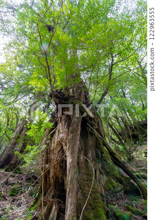 Yakushima's Shiratani Unsuikyo cedar tree struck by lightning 122963555