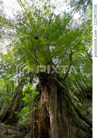 Yakushima's Shiratani Unsuikyo cedar tree struck by lightning 122963556