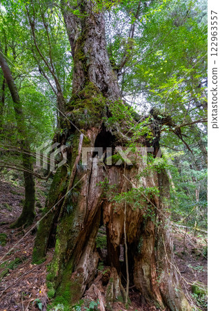 Yakushima's Shiratani Unsuikyo cedar tree struck by lightning Yakushima's Shiratani Unsuikyo cedar tree struck by lightning 122963557