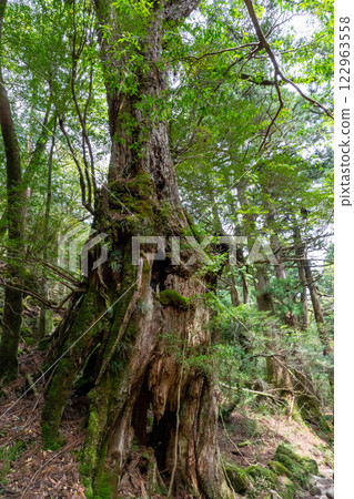 Yakushima's Shiratani Unsuikyo cedar tree struck by lightning 122963558