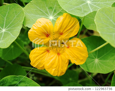 Yellow nasturtium flower Yellow nasturtium flower 122963736
