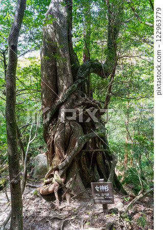 Yakushima's Shiratani Unsuikyo Gorge, Goddess Cedar 122963779