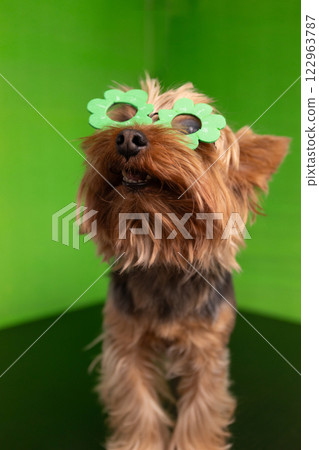 A festive dog wearing fun and colorful green glasses, perfect for any joyful celebration 122963787