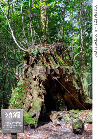 Yakushima's Shiratani Unsuikyo deer lodge 122963816