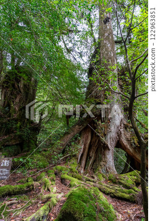 屋久島縣白谷雲水峽的武家杉和貴杉 122963851