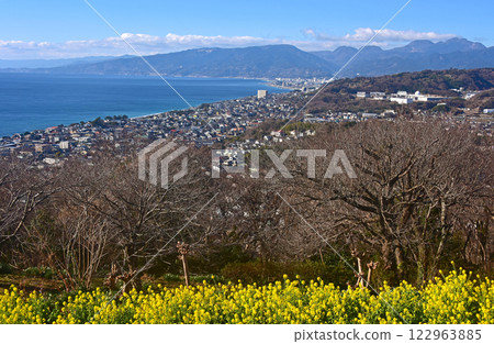 Rape blossoms and the sea, Ninomiya Town, Kanagawa Prefecture Rape blossoms and the sea, Ninomiya Town, Kanagawa Prefecture 122963885