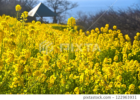 神奈川縣二宮町的油菜花和大海 神奈川縣二宮町的油菜花和大海 122963931