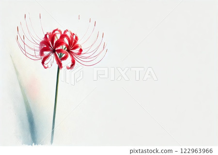 群集孤挺花 122963966