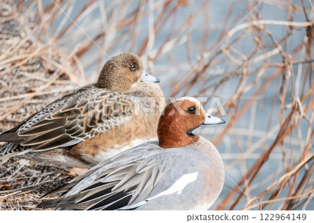 A pair of mallards at Osaka Castle A pair of mallards at Osaka Castle 122964149
