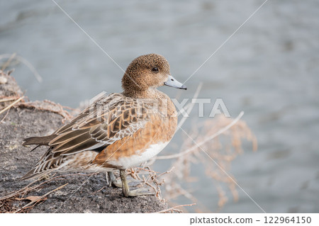 Wigeon (female) Osaka Castle Wigeon (female) Osaka Castle 122964150