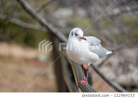 黑頭鷗 大阪城公園 122964153