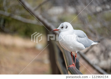 黑頭鷗 大阪城公園 122964154