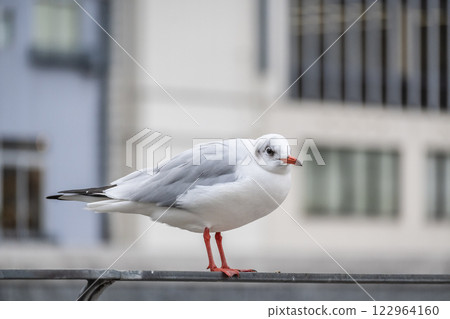 大阪市中之島公園土佐堀川上的紅頭鷗 122964160