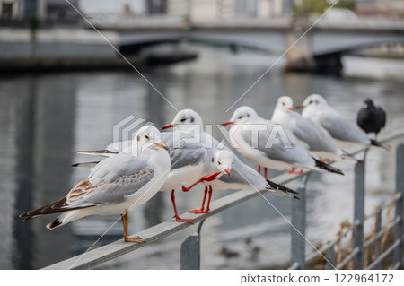 A flock of black-headed gulls lined up on a railing at Nakanoshima Park in Osaka 122964172