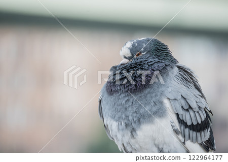 Pigeons at Nakanoshima Park in Osaka 122964177