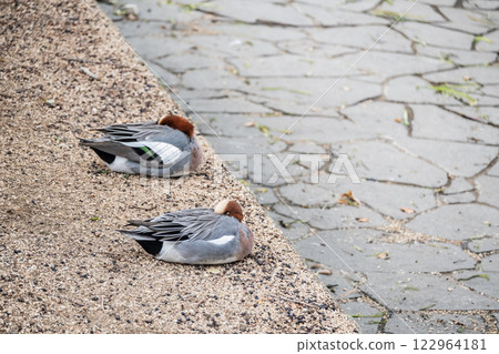 Wigeon dozing on the riverbank, Nakanoshima Park, Tosabori River, Osaka City 122964181