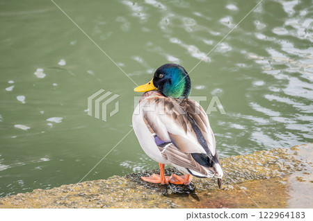 Mallard (male) Nakanoshima Park, Dojima River, Osaka City 122964183
