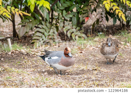 大阪市中之島公園的赤頸鴨 122964186