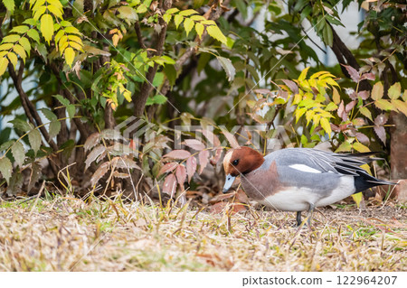 A male Wigeon looking for food in the park. Nakanoshima Park, Osaka City A male Wigeon looking for food in the park. Nakanoshima Park, Osaka City 122964207