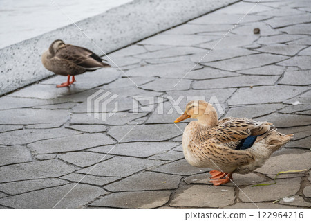 青がそばに（雌） - 大阪市中之島公園、堂島川 122964216