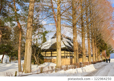 A row of metasequoia trees bathed in the soft sunset at Omonogawa Minkaen, Akita Prefecture 122964250