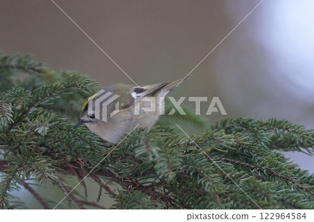 金冠戴菊針葉樹 金冠戴菊針葉樹 122964584