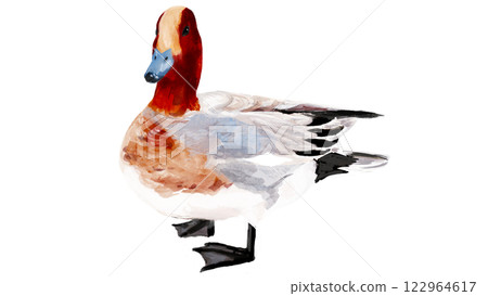 Hand drawn watercolor duck wigeon Hand drawn watercolor duck wigeon 122964617