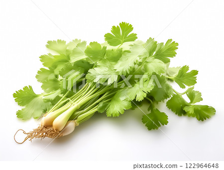 香菜圖片素材 香菜圖片素材 122964648