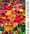 Colorful fallen leaves Colorful fallen leaves 122964781