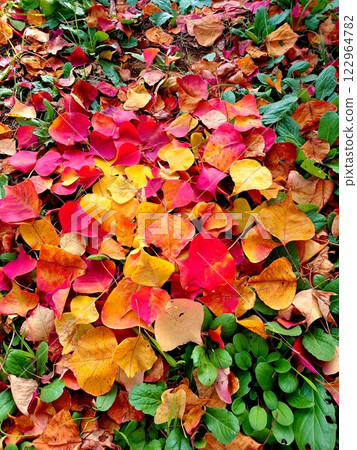 Colorful fallen leaves 122964782