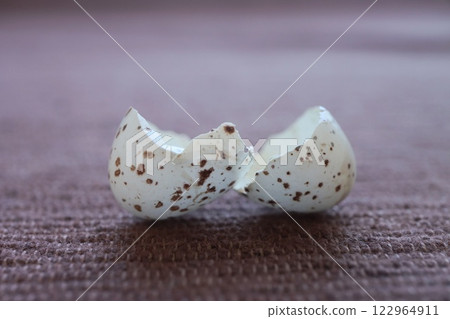 吞下小鳥孵出後掉落地上的蛋殼 122964911